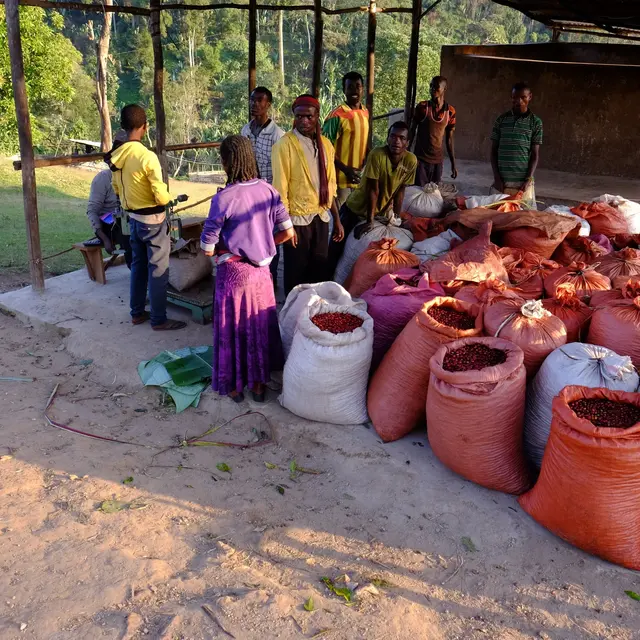 Uraga - Carbonic Maceration - Natural - Ethiopia - Espresso - 2025