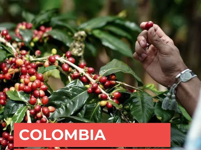 Colombia Excelso Popayan Çiğ Yeşil Kahve Çekirdek 1kg