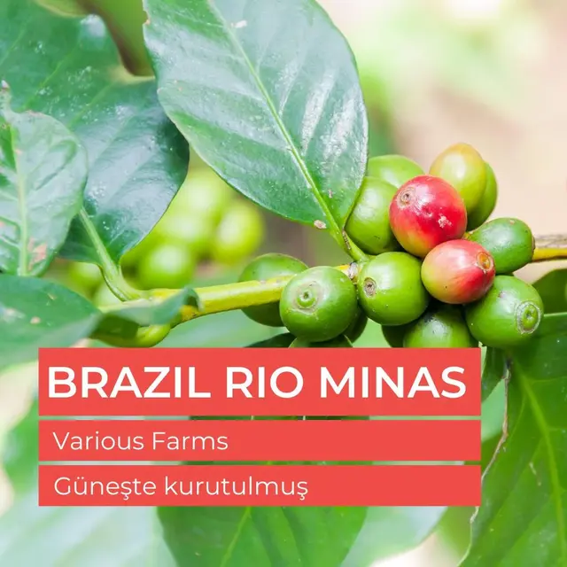 Brazil Rio Minas Çiğ Yeşil Kahve Çekirdek 1kg