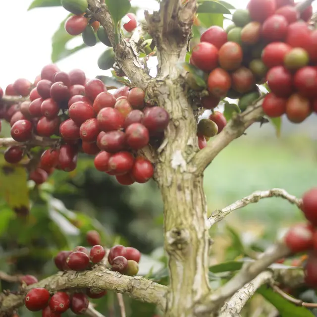 Gayo Sesongot - Anaerobic Natural - Indonesia - 2025