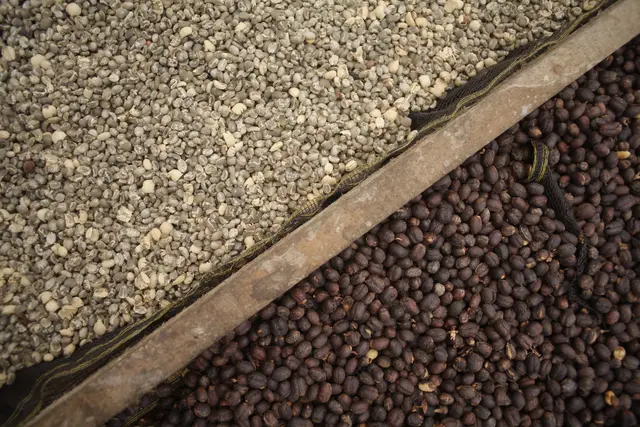 Gayo Sesongot - Winey Natural - Indonesia - Filter & Espresso - 2025