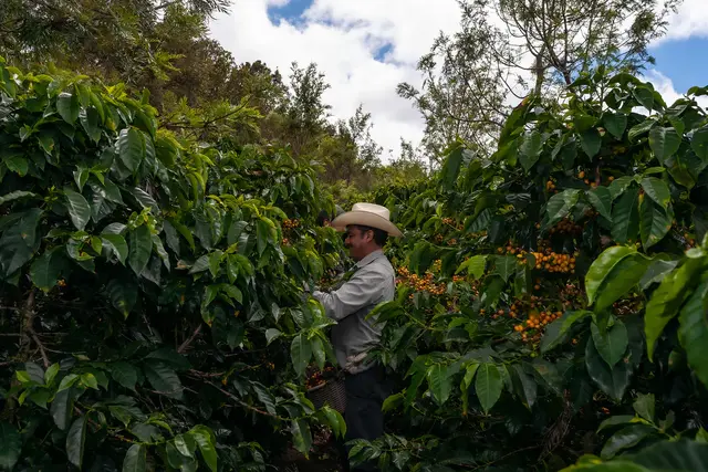 Guatemala Los Volcanes (Espresso - Filtre)