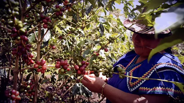 La Rosita - Catuai - Washed - Panama - 2025