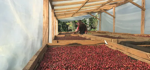 Brasil Dona Nenem - (Espresso - Filtre)