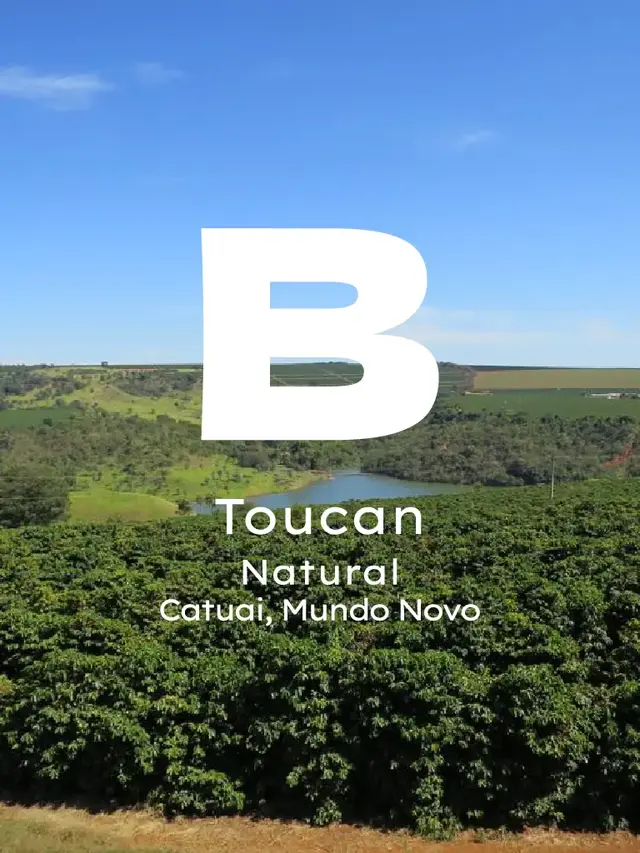 Brezilya Toucan