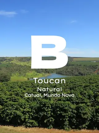 Brezilya Toucan