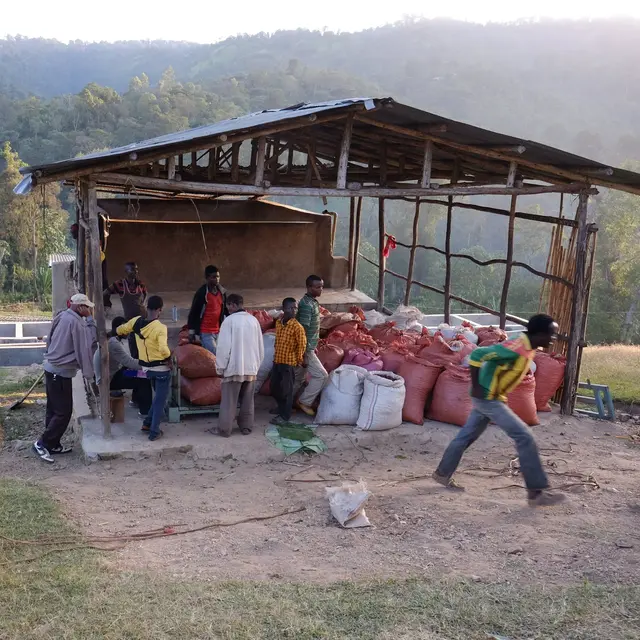 Uraga - Carbonic Maceration - Natural - Ethiopia - 2025