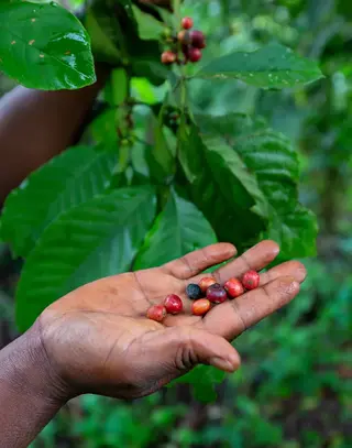 Uganda Robusta 18 Çiğ Yeşil Kahve Çekirdek 1kg