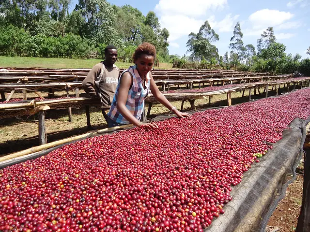Trophy Blend - Espresso