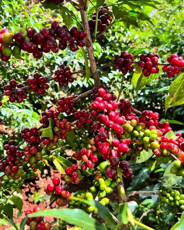 Colombia Red Fruıts Infused Natural — Yeşil Kahve